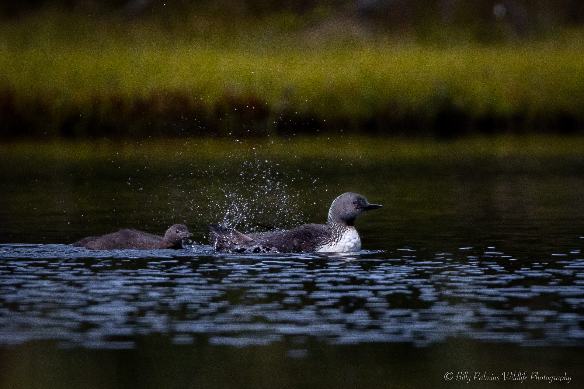 Pictures of the Red-throated divers during their breathing season