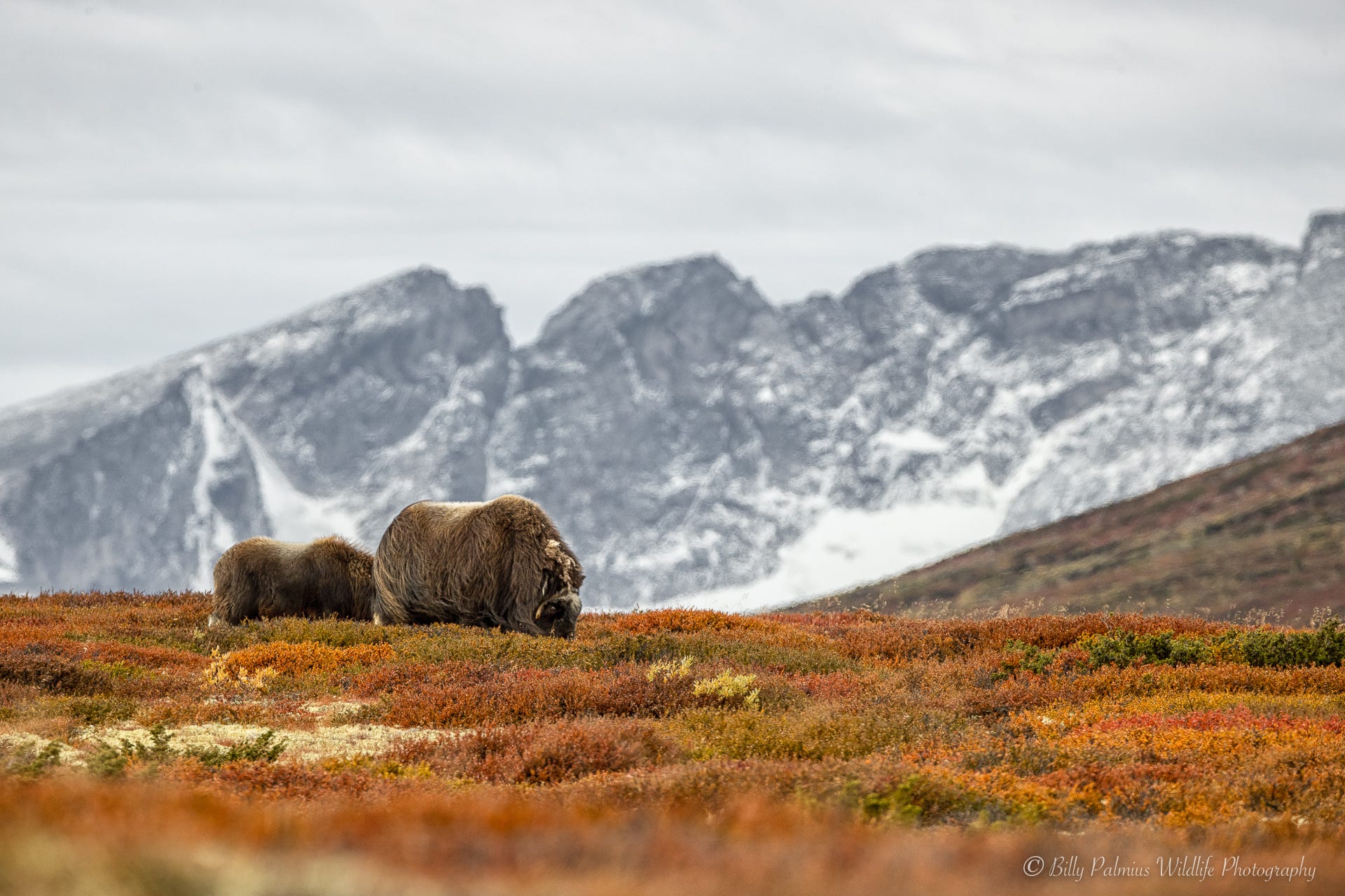 Pictures of Muskox, Artic Fox and Moose in Fall colors from Dovrefjell