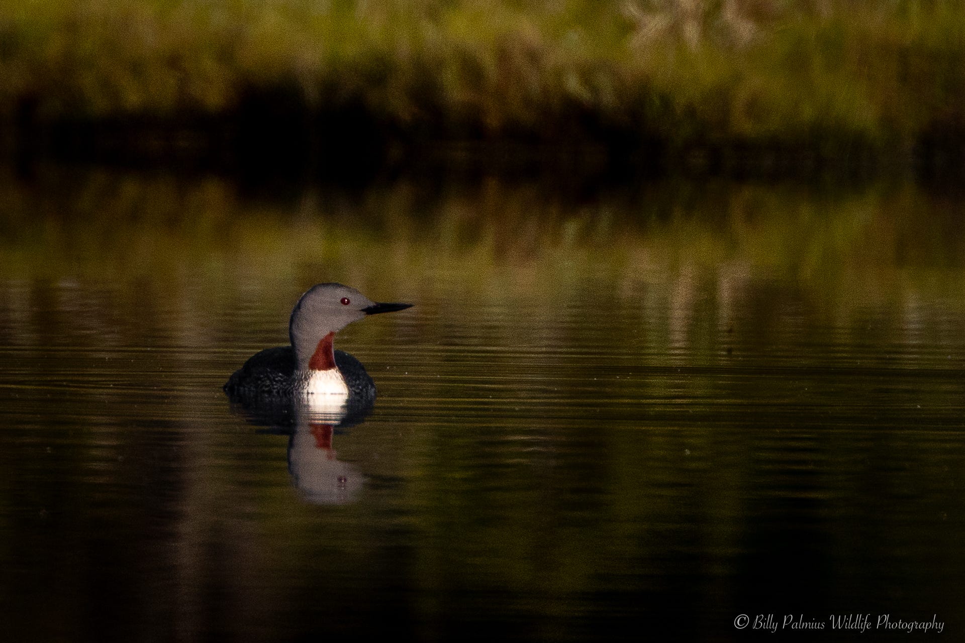 Pictures of the Red-throated divers during their breathing season