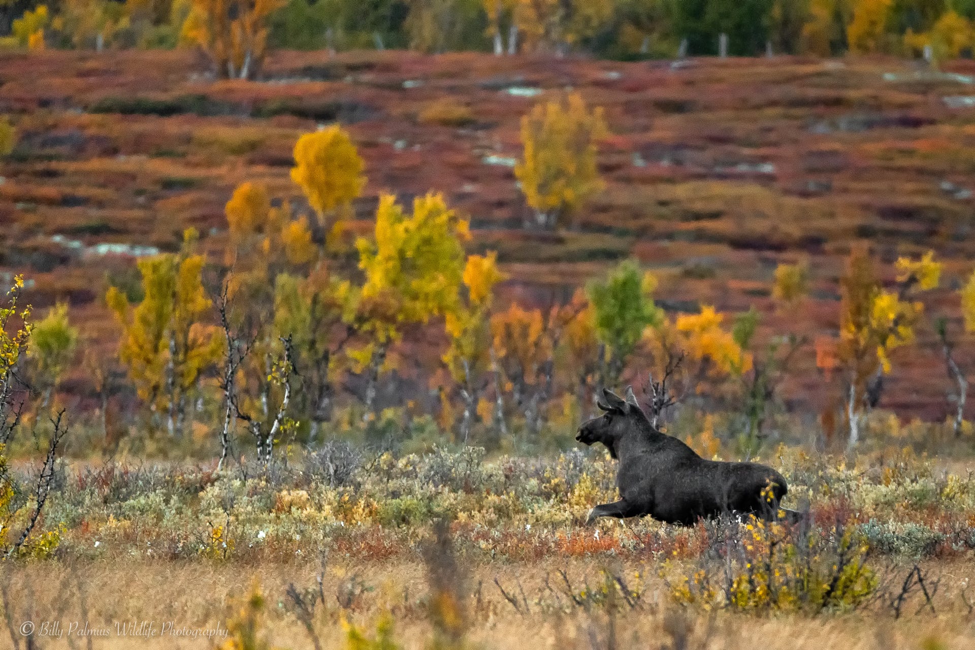 Pictures of Muskox, Artic Fox and Moose in Fall colors from Dovrefjell